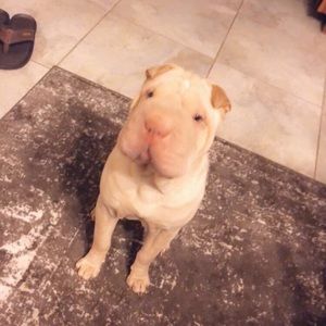 Meet your Posher, Camden